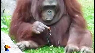 Zoo Orangutan Rescues Drowning Bird  The Dodo [upl. by Anivahs]