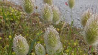 Lagurus ovatus commonly called harestail harestail grass or bunnytail [upl. by Ahsaret717]