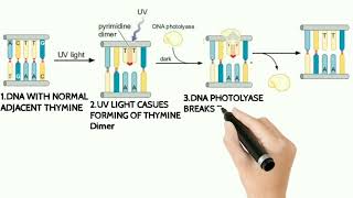 Direct DNA Repair  DNA Direct Repair Animation Photoreactivation Animation [upl. by Squier234]