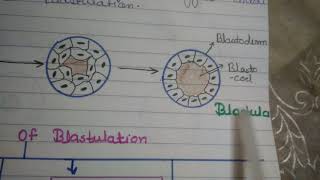 BlastulationTypes of Blastulation [upl. by Viscardi472]