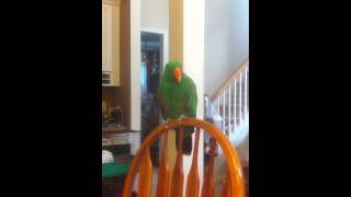 Finnie the Eclectus Sings [upl. by Flemming]