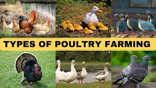 Types of Poultry Farming  6 types of poultry [upl. by Yremogtnom]