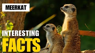 Exploring the Fascinating World of Meerkat  Interesting Facts  The Beast World [upl. by Maclean748]