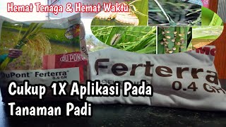 Insektisida FERTERRA 04 GR  Mengatasi Hama Penggerek Batang Padi Tanaman Part9 [upl. by Mayberry331]