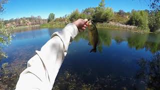 Summer Swimbait Bass Fishing  Baby Bull Shad and River2Sea SWaver 120 [upl. by Ayenat]