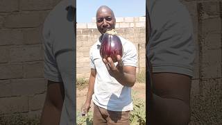 We harvested eggplants fertilised by chicken manure [upl. by Retxab355]