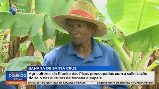 Agricultores da Ribeira dos Picos preocupados com salinização do solo em culturas de banana e papaia [upl. by Revilo172]