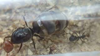 Macro video footage of my Myrmecocystus placodops queen [upl. by Ettennad]