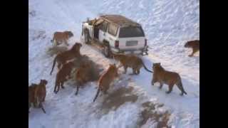 ataque de tigres siberianos impresionante [upl. by Ynnavoig]