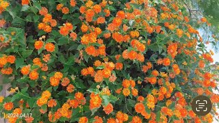 Orange Lantanas [upl. by Rafaellle]