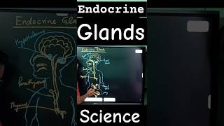 endocrine glands biology diagram science [upl. by Laris]