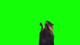 Green Screen Screaming Cat Meme [upl. by Rasecoiluj]