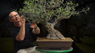 Reviving an Ancient Wild Olive Bonsai The Initial Rescue Phase [upl. by Edieh601]