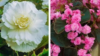 How to Plant Double Begonias Summer Garden Guide [upl. by Aynad]