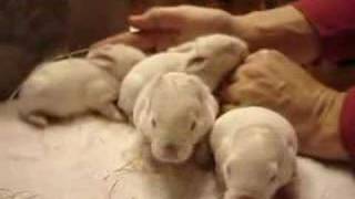 8 Day Old Bunnys [upl. by Leif]