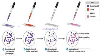 Gram staining [upl. by Merat397]