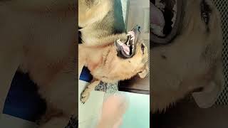 gsdforever foryou follow trending ytubeshorts momdog [upl. by Nnair]