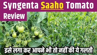 Syngenta Saaho Tomato Review  Hybrid Tomato  Tamater ki kheti  60 days update [upl. by Htiek]