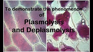 Plasmolysis Experiment [upl. by Einial780]