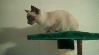 Blue Point Siamese Cat quotAikoquot [upl. by Tsirc]