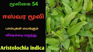 தலைசுருளி மூலிகைஈசுவர மூலிகைஈஸ்வர மூலிகுருவேர்Thalaisuruli herbalAristolochia indica [upl. by Kahcztiy]