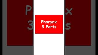 Pharynx 3 parts anatomy digestiveorgans biology [upl. by Con236]