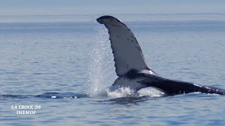 Observation de Baleines en Zodiac sur le Fleuve StLaurent [upl. by Mala]