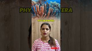 Phylum Porifera Understanding Sponges  Characteristics Reproduction amp Examples [upl. by Sivartal]