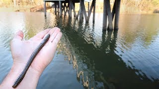 Fishing BIG Worms for GIANT Bass [upl. by Kory]