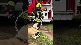 ¡El perro pide ayuda a los bomberos [upl. by Thais]