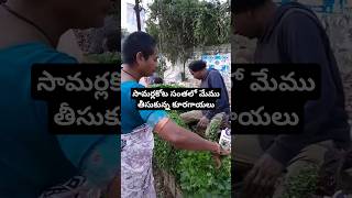 సామర్లకోట సంతలో మేము తీసుకున్న కూరగాయలు Vegetables Ytshorts Foodie Samalkot [upl. by Htirehc429]