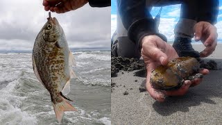 Oregon Coast SURF PERCH FISHING amp RAZOR CLAMMING  Redtail and Silver Perch [upl. by Enylekcaj]