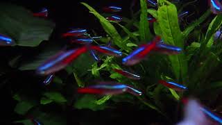 Relaxing fish tank with Neon Tetra and Dwarf Gourami [upl. by Annayk]