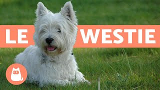 Le Westie  caractéristiques comportement et soins [upl. by Male]