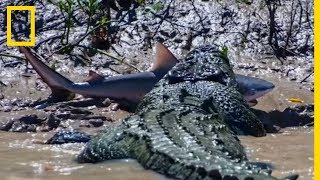 Un crocodile se bat contre un requinbouledogue [upl. by Icyaj]