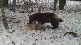 Butte wolverine watcher helps FWP monitor the elusive animal [upl. by Vickey]