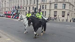 police Horse wearing a poppy lest we forget metpolice [upl. by Leorsiy]