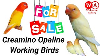 Creamino Opaline Working Birds for sale ll Lutino Opaline ll Welcome Aviary Official [upl. by Akinuahs574]