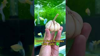 Guppy Fish Care  How to feed Guppies with Garlic [upl. by Davide18]