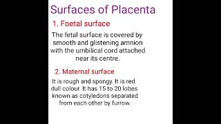 Placenta structure of placenta [upl. by Winou]