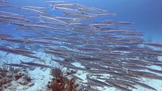 SCUBA Diving in Akumal Mexico [upl. by Ylagam]