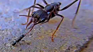 bull ant vs bullet ant  Brave Bull Ant sting and bite in wilderness Challenge part 1 [upl. by Lesly]