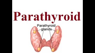 Parathyroid structure and functions  2024 [upl. by Yelsnia381]