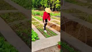 Healing rural lifepickingfruitvegetablerural life farmingsatisfyingagriculture [upl. by Yhtamit]