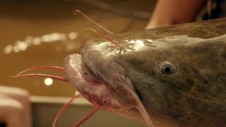 How do Catfish See the World  Wonders of Life w Prof Brian Cox  BBC Earth [upl. by Lokin]