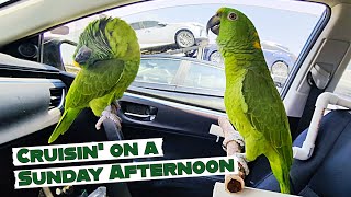 Charlie Murphy the Parrot cruisin on a sunday afternoon [upl. by Ecnadnac370]