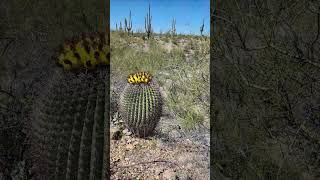 IN HABITAT FEROCACTUS BARREL CACTI species Sonoran desert Arizona cacti shorts ferocactus [upl. by Neerbas]