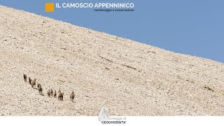 Il Camoscio appenninico [upl. by Notnel]