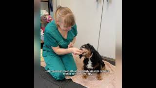 Hydrotherapist Emma is making friends with 13 year old Cavalier King Charles Spaniel X Jett [upl. by Sella864]