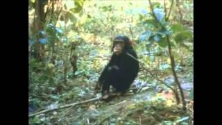 The Chimps of Gombe Part 4 [upl. by Mayram]